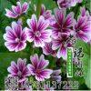 錦葵種子銷售 多種草花種子專賣 草花種子 錦葵批發(fā)
