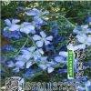 新采正宗藍花亞麻種子 藍花亞麻六倍利種子 草花種子小花蘭