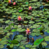 睡蓮 子午蓮、水芹花、瑞蓮、水洋花、小蓮花水生植物批發