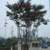 N廠家供應(yīng) 高品質(zhì)紫薇 紅花紫薇 紅火箭紫薇 綠化苗木 來電咨詢