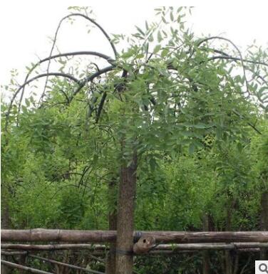 【大福源園林】供應(yīng)各種工程苗木 花卉 基地直銷 優(yōu)質(zhì) 垂槐