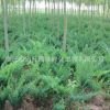 批發(fā)工程綠化苗木地柏苗 庭院花壇公園綠化四季常青鋪地柏小苗
