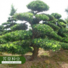 大量供應(yīng)羅漢松種子 顆粒飽滿 出芽率高 羅漢松種子 量大從優(yōu)