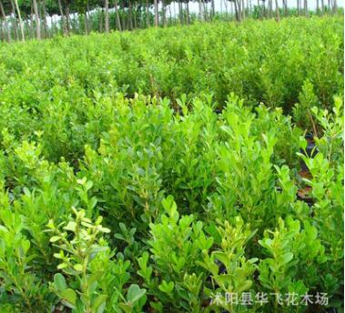 小葉黃楊 瓜子黃楊 小葉黃楊球 小葉黃楊樹(shù)苗 常綠灌木批發(fā)