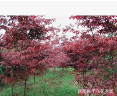 紅楓 紅楓樹(shù) 日本紅楓 美國(guó)紅楓小苗 園林植物批發(fā)