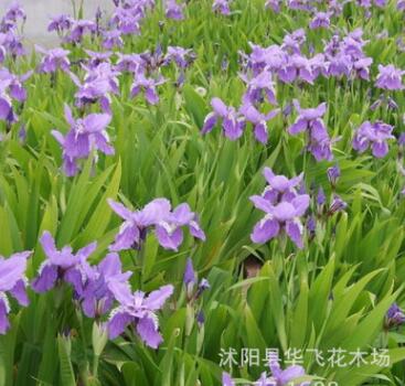 鳶尾 鳶尾花 水生鳶尾 藍(lán)花鳶尾苗 水生植物 綠化基地
