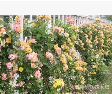 月季批發(fā) 藤本月季 月季花 月季苗