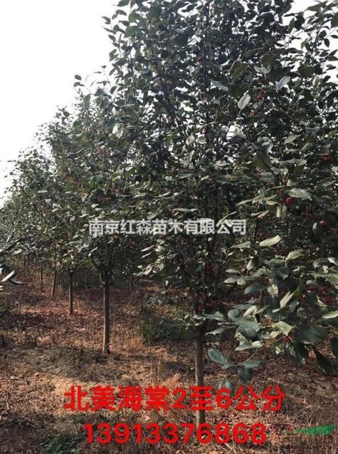 常年供應(yīng)2-6公分北美海棠