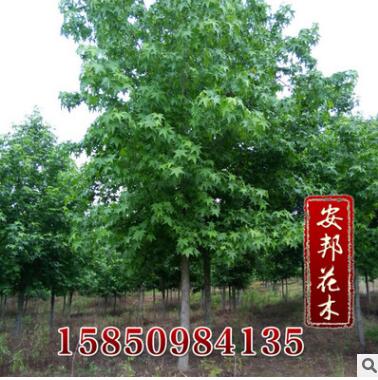 批發(fā)供應優(yōu)質(zhì)園林景觀苗木 五角楓工程苗 五角楓樹