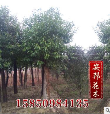 大量供應香樟綠化樹木 香樟樹 規(guī)格齊全香樟苗 名貴樹苗 量大優(yōu)