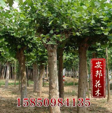 批發(fā)供應優(yōu)質苦楝苗 綠化喬木 易成活 品種齊全