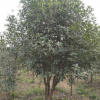 大小規格桂花3基地