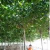 濟(jì)寧市兗州區(qū)供應(yīng)造型15厘米20厘米速生法桐