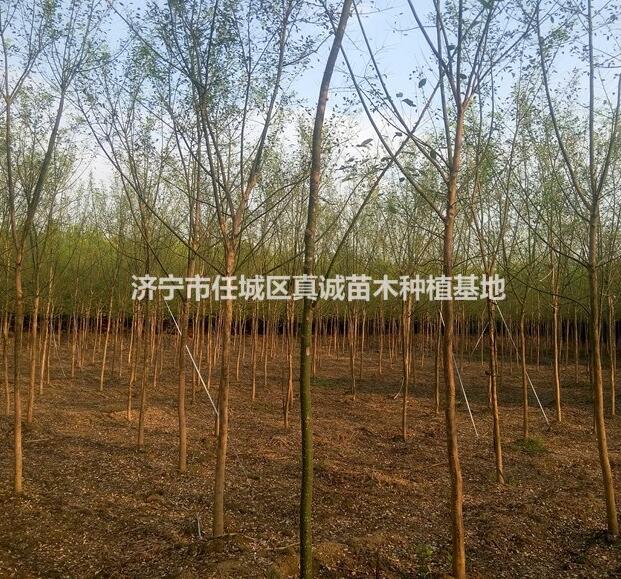 6公分7公分國槐一二級貨占地苗大量銷售