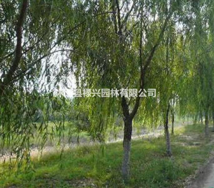 2017垂柳小苗批發(fā) 垂柳價(jià)格 垂柳圖片 垂柳苗圃基地
