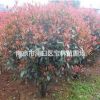 長期大量供應(yīng)50至250紅葉石楠球
