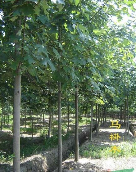 苗圃林地改造，處理馬褂木，直徑9-11公分，上車價80元