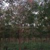 上海重陽(yáng)木