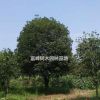 大量廣西桂花樹，桂花樹，金桂，銀桂，丹桂10-35公分