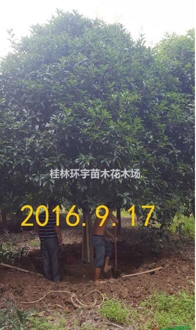 批發(fā)２５公分桂花樹(shù)