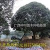 廣西有桂花樹批發(fā)嗎