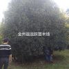 場地直銷胸徑15-30公分桂花 廣西桂花樹 湖南苗木叢生桂花