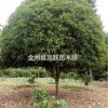 供應(yīng)廣西桂花15-35公分 有需要聯(lián)系