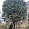 廣西桂林市興安縣大量供應桂花銀杏紅楓