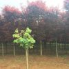 高桿紅楓8到18分