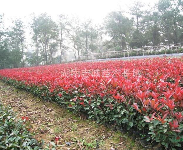 湖南紅楓，紅楓小苗，高桿嫁接紅楓，日本紅楓價格，美國紅楓價
