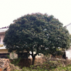 20公分大桂花
