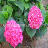 八仙花 繡球花 無盡夏 工程優質綠化批發基地直銷 紅 白 黃 藍