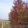 北美紅楓價格、美國紅楓小苗、湖南美國紅楓