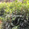 2017最新冬青價格 湖南冬青報價 長沙冬青小苗價格 規(guī)格齊