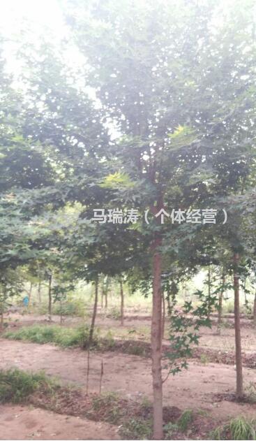 山東自家種的元寶楓價格便宜/元寶楓樹形優美/6—10公分元寶