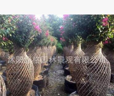 批發叢生紫薇樹苗 綠化工程 基地 造型紫薇樹苗百日紅苗規格齊全