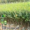 好景園林小葉女貞苗小葉女貞球工程綠化小苗規(guī)格齊全量大優(yōu)惠