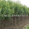 大葉女貞苗批發(fā)園林綠化苗木精品盆景常綠植物高桿女貞樹(shù)苗