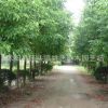 香樟樹(shù)苗批發(fā)園林工程綠化苗木香樟小苗 道路風(fēng)景樹(shù) 規(guī)格齊全