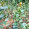 室內綠植花卉山茶 山茶花小苗綠化小苗 花卉盆栽赤丹茶花批發(fā)
