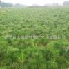 基地直銷黑松苗 黑松小苗 綠化工廠苗 綠籬用苗規(guī)格齊全