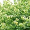 批發金銀花苗 耐寒 金銀花苗木 四季金銀花種苗兩