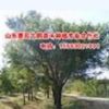 主供：大國(guó)槐，大白蠟，大法桐，大榆樹，大刺槐，大棗樹