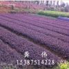 供應綠化灌木紅花繼木大圓葉 黑珍珠高24CM冠20公分樹好價優(yōu)