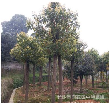 供應(yīng)綠化喬木移栽骨架香樟全冠香樟切桿香樟規(guī)格齊全樹形美觀