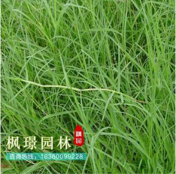 批發(fā)狗牙根草坪（包衣）不長(zhǎng)高 球場(chǎng)用耐踐踏草坪 草皮