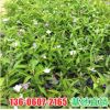 鴛鴦雙色茉莉 白茉莉花室內花卉盆栽植物茉莉 園林生態苗木批發