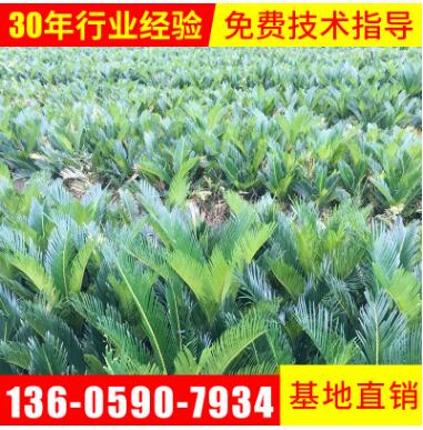 基地批發(fā)綠化苗木鐵樹苗批發(fā)直徑10公分左右蘇鐵苗種植鐵樹苗價格