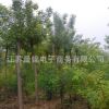 白蠟苗批發(fā) 工程綠化苗喬木苗白蠟小苗 園林綠化行道樹 規(guī)格齊全