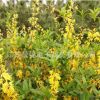 批發(fā)連翹苗 觀賞公園綠化連翹小苗 規(guī)格齊全工程綠化連翹苗